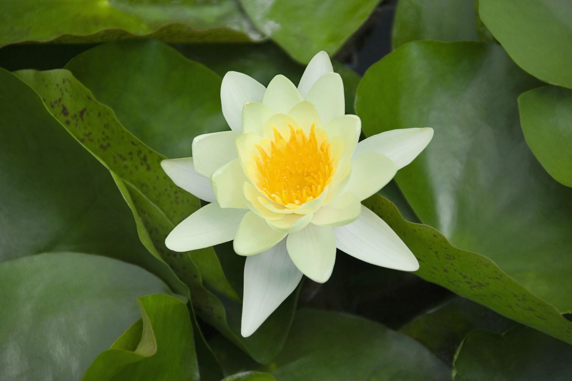 Lotus flower in a Jiangnan garden
