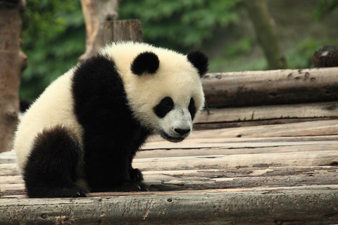 Private Chengdu Panda and City Culture Day Tour